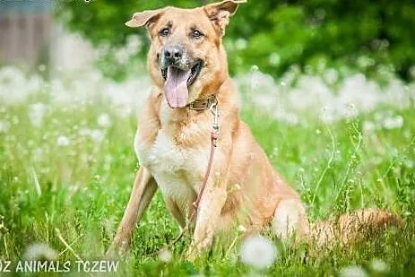 OTOZ Animals - Boston - duży energiczny psiak czek