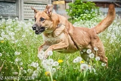 OTOZ Animals - Boston - duży energiczny psiak czek