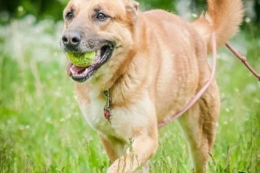 OTOZ Animals - Boston - duży energiczny psiak czek