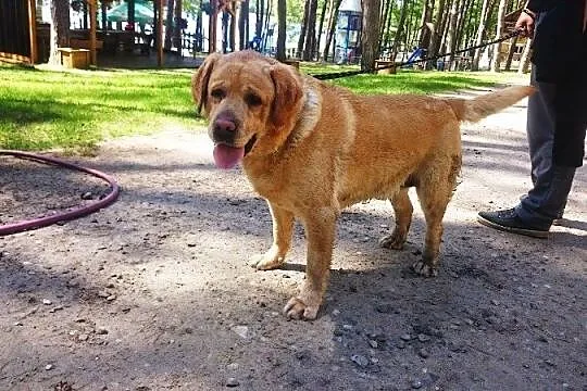 Marley biszkoptowy labrador do adopcji