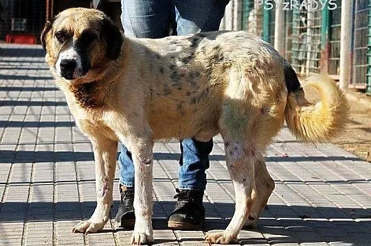 PLUTON duży, zrównoważony pies w schronisku czeka 