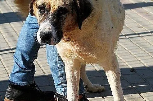 PLUTON duży, zrównoważony pies w schronisku czeka 