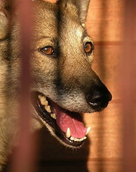 Najstarsza sunia w schronisku do pilnej adopcji -