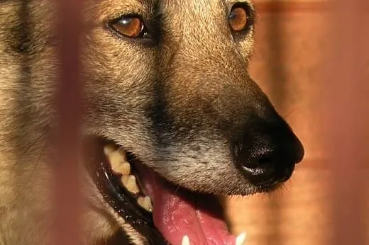Najstarsza sunia w schronisku do pilnej adopcji - 