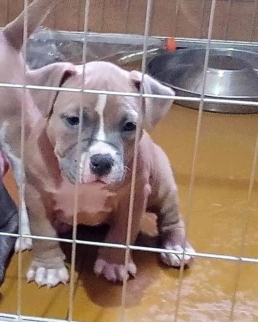 Wyjatkowe American Bully Pocket Extreme ABKC Show Quality, Dolnośląskie, Głogów