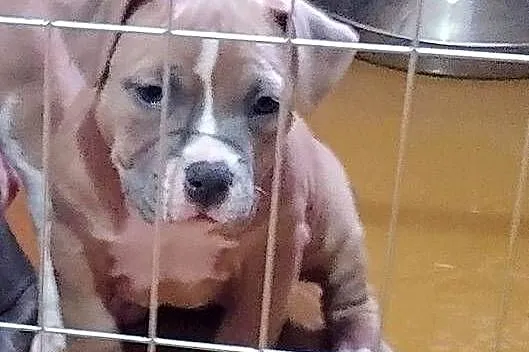 Wyjatkowe American Bully Pocket Extreme ABKC Show Quality, Dolnośląskie, Głogów