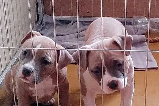Wyjatkowe American Bully Pocket Extreme ABKC Show Quality, Dolnośląskie, Głogów