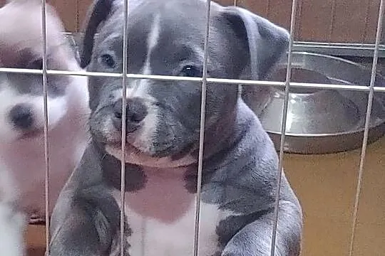 Wyjatkowe American Bully Pocket Extreme ABKC Show Quality, Dolnośląskie, Głogów