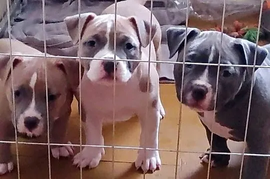 Wyjatkowe American Bully Pocket Extreme ABKC Show Quality, Dolnośląskie, Głogów