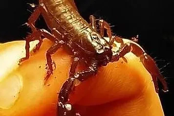 Skorpion Heterometrus petersii l1-l2, Wodzisław Śląski