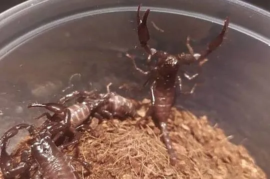 Skorpion Heterometrus petersii l1-l2, Wodzisław Śląski