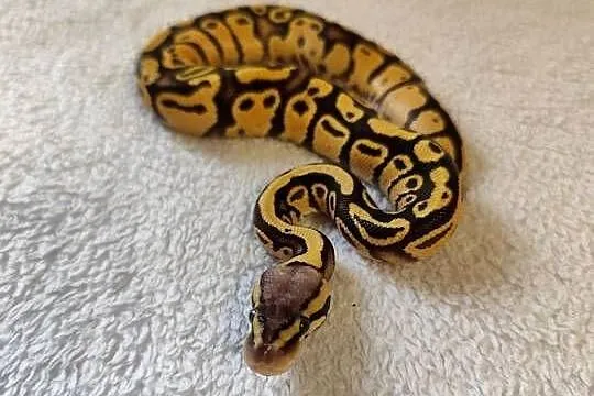 Samczyki Pastel poss Yb, Mazowieckie, Pruszków