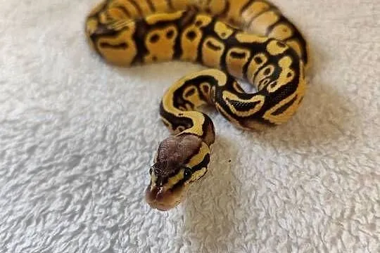 Samczyki Pastel poss Yb, Mazowieckie, Pruszków