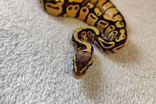 Samczyki Pastel poss Yb, Mazowieckie, Pruszków