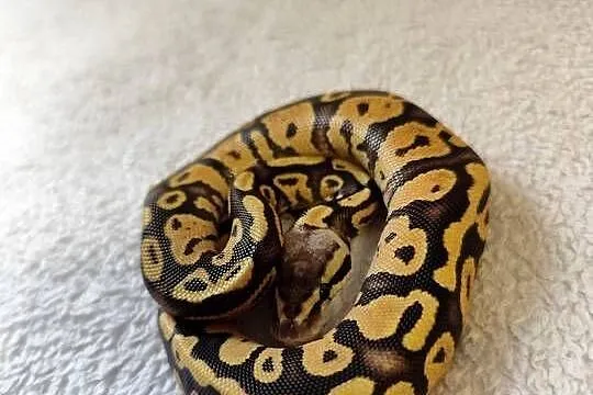 Samczyki Pastel poss Yb, Mazowieckie, Pruszków