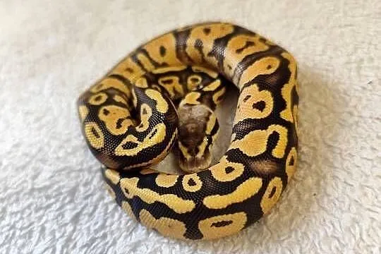 Samczyki Pastel poss Yb, Mazowieckie, Pruszków
