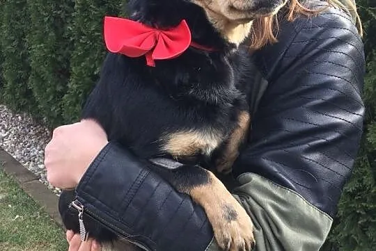 Psotka, nieduża kochana sunia adopcja, Mazowieckie, Warszawa