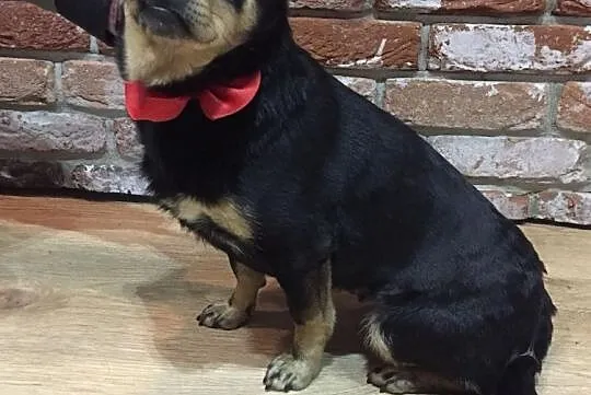 Psotka, nieduża kochana sunia adopcja, Mazowieckie, Warszawa