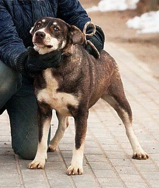 LOGIKA sunia wyjątkowo oryginalna mix husky czeka
