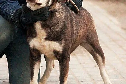 LOGIKA sunia wyjątkowo oryginalna mix husky czeka 