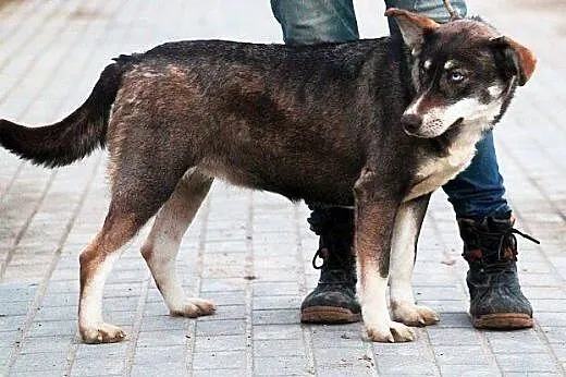 LOGIKA sunia wyjątkowo oryginalna mix husky czeka 