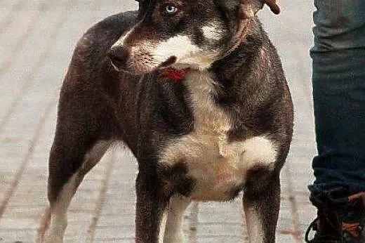 LOGIKA sunia wyjątkowo oryginalna mix husky czeka 