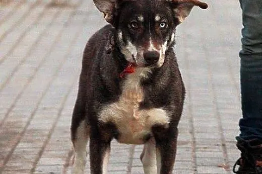 LOGIKA sunia wyjątkowo oryginalna mix husky czeka 