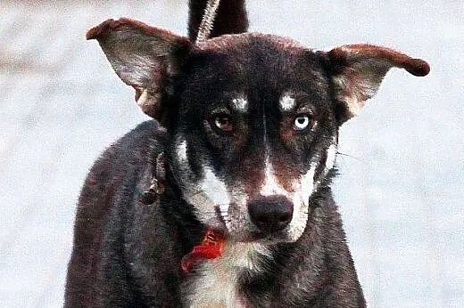 LOGIKA sunia wyjątkowo oryginalna mix husky czeka 