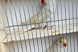 Aleksandretty obrożna likwidacja