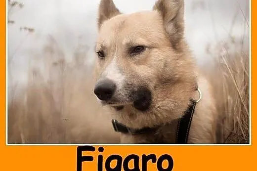 Średni ,1,5 roczny, do domu z ogródkiem,psiak FIGARO.Adopcja.,  małopolskie Kraków
