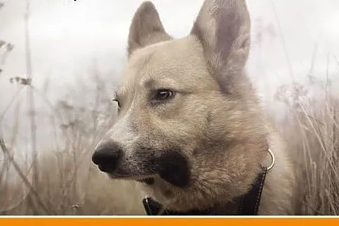 Średni ,1,5 roczny, do domu z ogródkiem,psiak FIGA