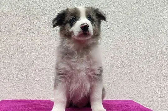 Piękny pies BORDER COLLIE z Hodowli - Rasowy z pełną dok.