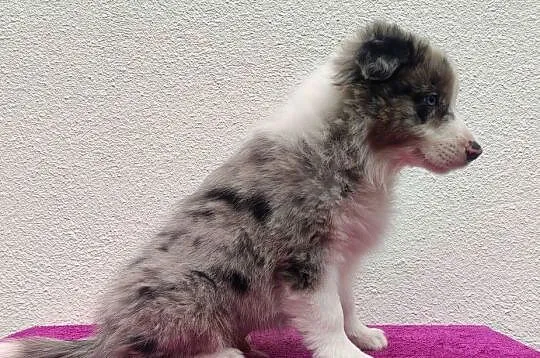 Piękny pies BORDER COLLIE z Hodowli - Rasowy z pełną dok., Podkarpackie, Iwonicz