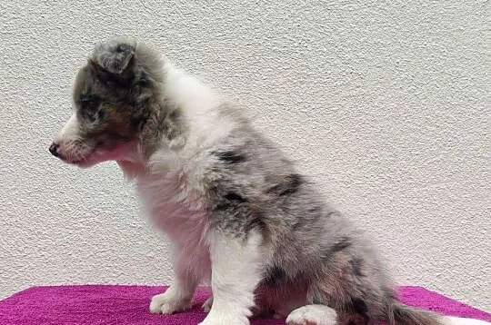 Piękny pies BORDER COLLIE z Hodowli - Rasowy z pełną dok., Podkarpackie, Iwonicz