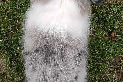Piękny pies BORDER COLLIE z Hodowli - Rasowy z pełną dok., Podkarpackie, Iwonicz