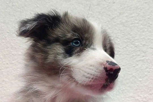 Piękny pies BORDER COLLIE z Hodowli - Rasowy z pełną dok., Podkarpackie, Iwonicz