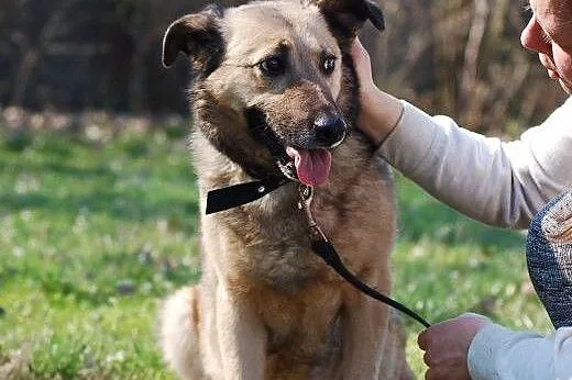 Kelly - dystyngowana, stylowa, do adopcji gotowa:)