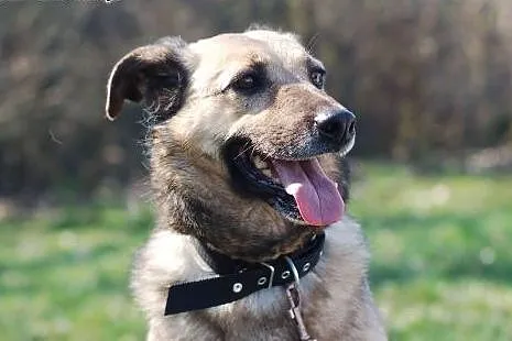Kelly - dystyngowana, stylowa, do adopcji gotowa:)
