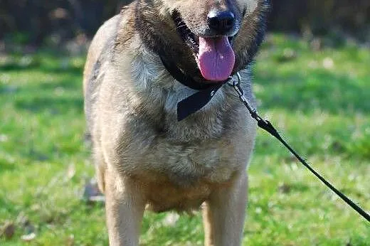 Kelly - dystyngowana, stylowa, do adopcji gotowa:)