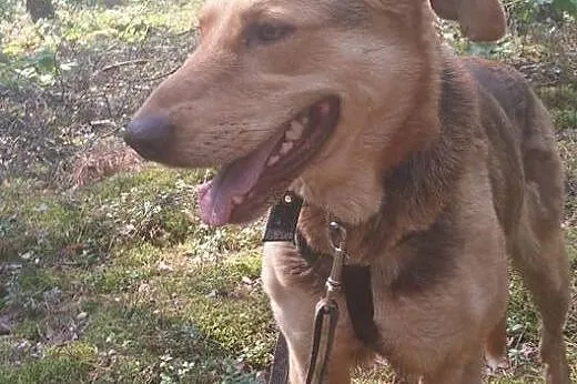 ZOJA wróciła z adopcji! Szuka domu.,  mazowieckie Warszawa