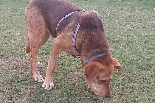ZOJA wróciła z adopcji! Szuka domu.,  mazowieckie 