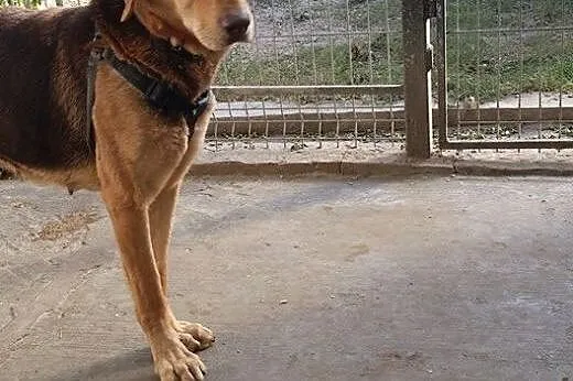 ZOJA wróciła z adopcji! Szuka domu.,  mazowieckie 