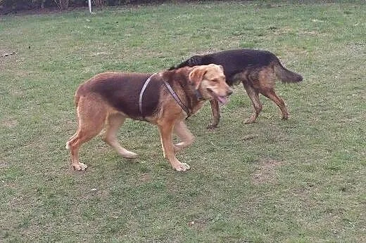 ZOJA wróciła z adopcji! Szuka domu.,  mazowieckie 