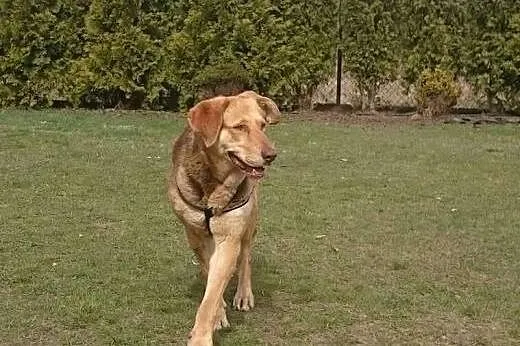ZOJA wróciła z adopcji! Szuka domu.,  mazowieckie 