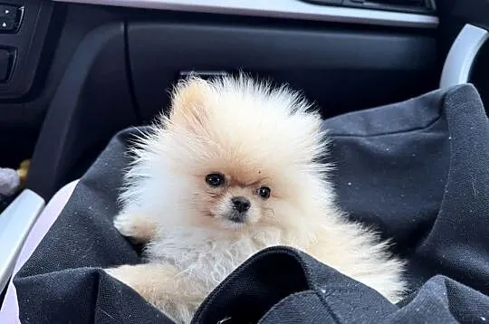 Szpic miniaturowy pomeranian dziewczynka