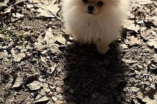 Szpic miniaturowy pomeranian dziewczynka, Śląskie, Poniszowice