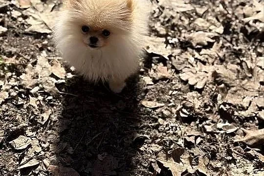 Szpic miniaturowy pomeranian dziewczynka, Śląskie, Poniszowice