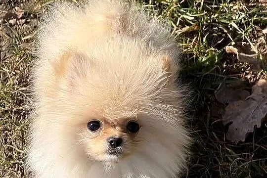 Szpic miniaturowy pomeranian dziewczynka, Śląskie, Poniszowice