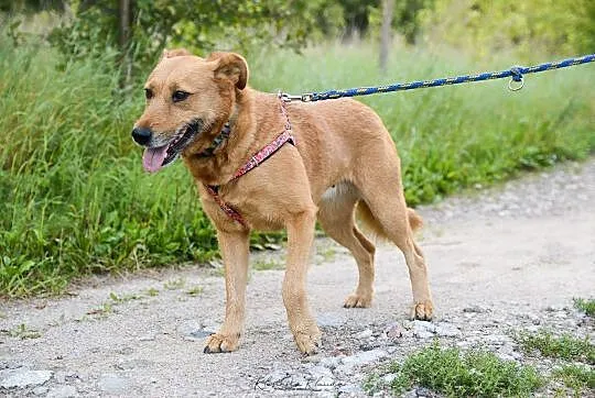 Przyjazna Ksenia, ruda piękność, spokojna, niekonf