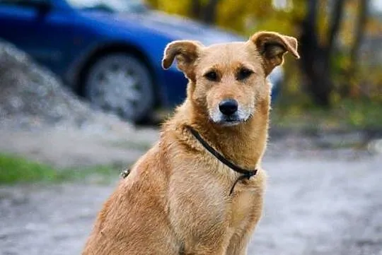 Przyjazna Ksenia, ruda piękność, spokojna, niekonf